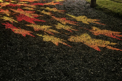 IMG_7107